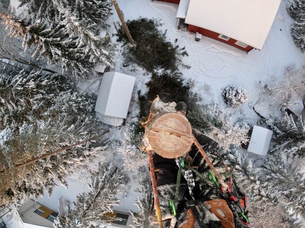 Ongelmapuidenkaato Kalviä Kannus